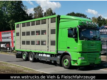 Autocarro trasporto bestiame DAF  XF 105/460 SC Menke 3 Stock Hubdach: foto 1