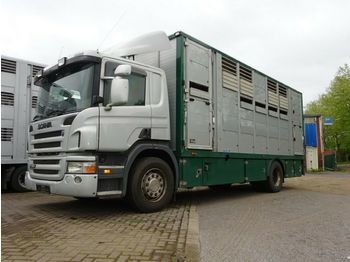 Autocarro trasporto bestiame Scania P 380 mitt Menke Doppelstock: foto 1
