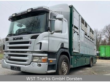 Autocarro trasporto bestiame Scania P 380 mitt Menke Doppelstock: foto 1