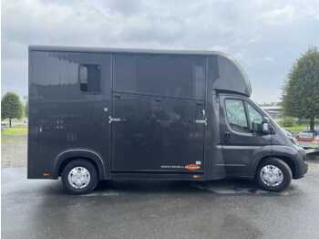 Van trasporto cavalli FIAT