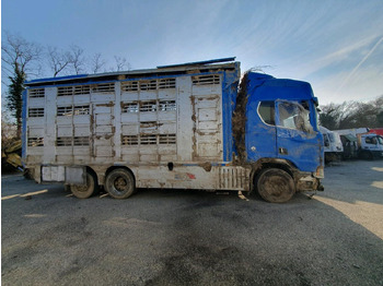 Autocarro trasporto bestiame SCANIA R580: foto 3