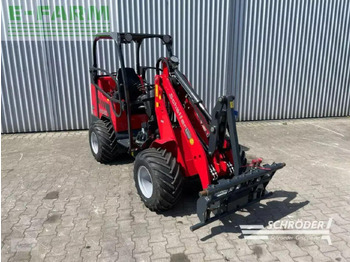 Pala gommata SCHÄFFER