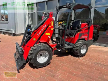 Pala gommata SCHÄFFER