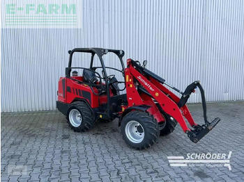 Pala gommata SCHÄFFER