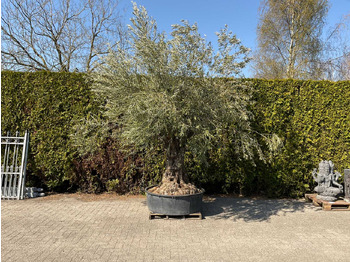 Macchina agricola