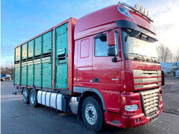 Autocarro trasporto bestiame DAF XF 105 460