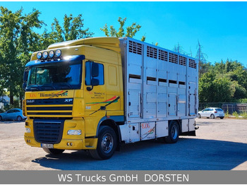 Autocarro trasporto bestiame DAF XF