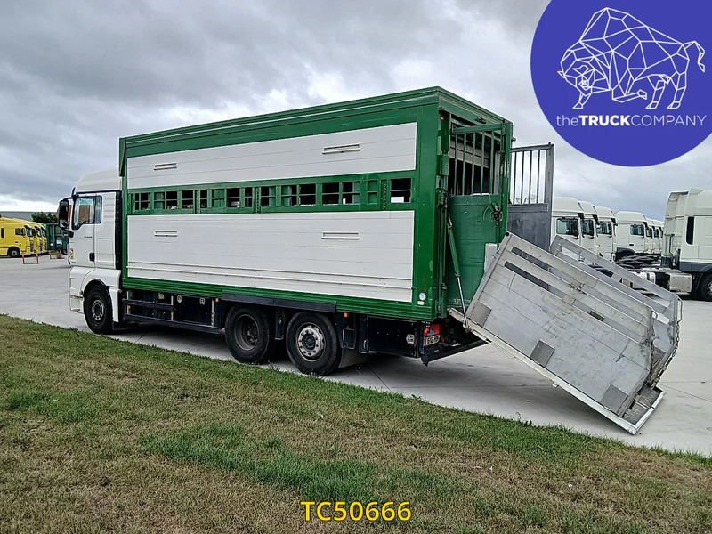 MAN TGX 460 - Autocarro trasporto bestiame: foto 3 MAN TGX 460 - Autocarro trasporto bestiame: foto 3