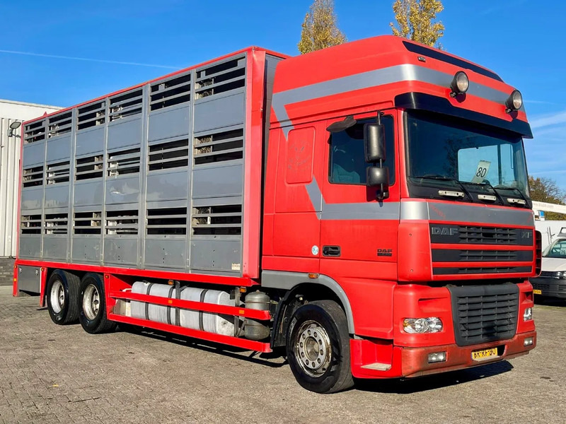 Autocarro trasporto bestiame DAF XF 95.430 BERDEX 3 decks. Water, fans, Scales! Excellent condition.: foto 6