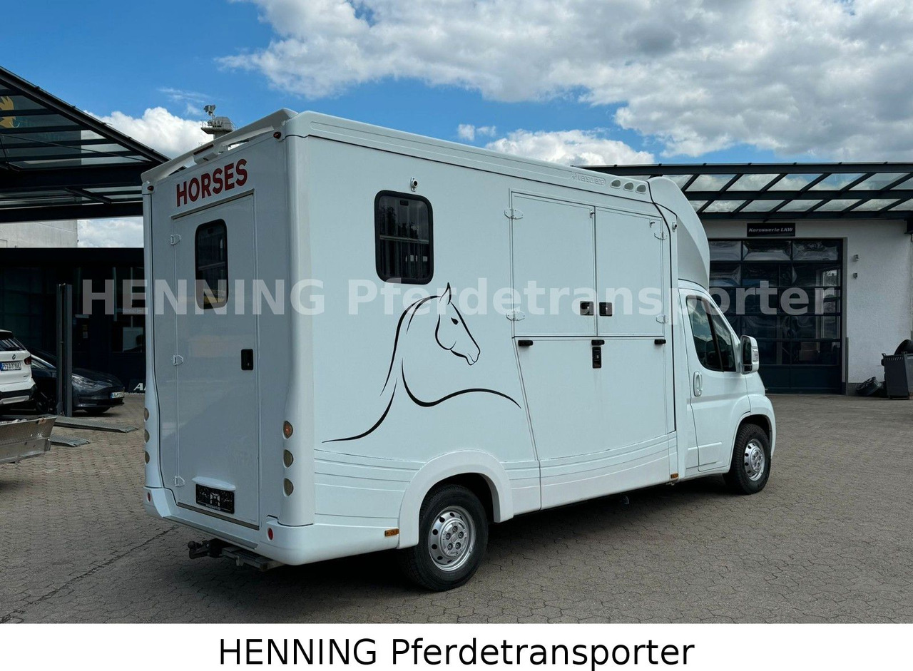 Fiat Ducato 3-Sitzer - Van trasporto cavalli, Furgone: foto 2 Fiat Ducato 3-Sitzer - Van trasporto cavalli, Furgone: foto 2