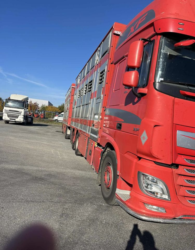 DAF XF 530 + Przyczepa Pezzaoli - 3X Trzoda, 2 X Bydło I 3 poziomy I Podnoszony dach I Hydroburta I Osie Skrętne I Poidła I Wentylatory I Pilot Manualny | - Autocarro trasporto bestiame: foto 4 DAF XF 530 + Przyczepa Pezzaoli - 3X Trzoda, 2 X Bydło I 3 poziomy I Podnoszony dach I Hydroburta I Osie Skrętne I Poidła I Wentylatory I Pilot Manualny | - Autocarro trasporto bestiame: foto 4