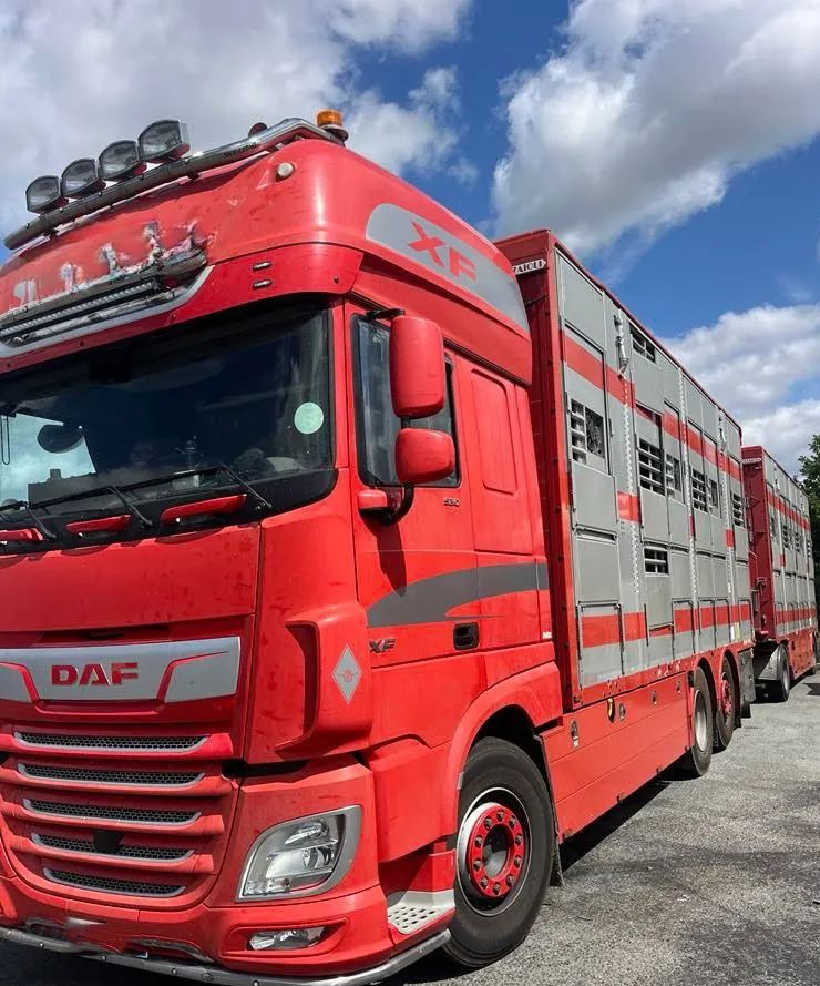 DAF XF 530 + Przyczepa Pezzaoli - 3X Trzoda, 2 X Bydło I 3 poziomy I Podnoszony dach I Hydroburta I Osie Skrętne I Poidła I Wentylatory I Pilot Manualny | - Autocarro trasporto bestiame: foto 1 DAF XF 530 + Przyczepa Pezzaoli - 3X Trzoda, 2 X Bydło I 3 poziomy I Podnoszony dach I Hydroburta I Osie Skrętne I Poidła I Wentylatory I Pilot Manualny | - Autocarro trasporto bestiame: foto 1
