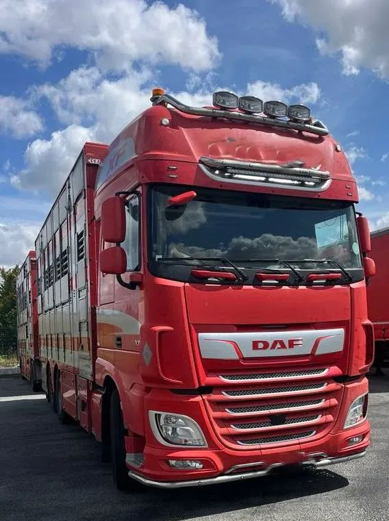 DAF XF 530 + Przyczepa Pezzaoli - 3X Trzoda, 2 X Bydło I 3 poziomy I Podnoszony dach I Hydroburta I Osie Skrętne I Poidła I Wentylatory I Pilot Manualny | - Autocarro trasporto bestiame: foto 5 DAF XF 530 + Przyczepa Pezzaoli - 3X Trzoda, 2 X Bydło I 3 poziomy I Podnoszony dach I Hydroburta I Osie Skrętne I Poidła I Wentylatory I Pilot Manualny | - Autocarro trasporto bestiame: foto 5