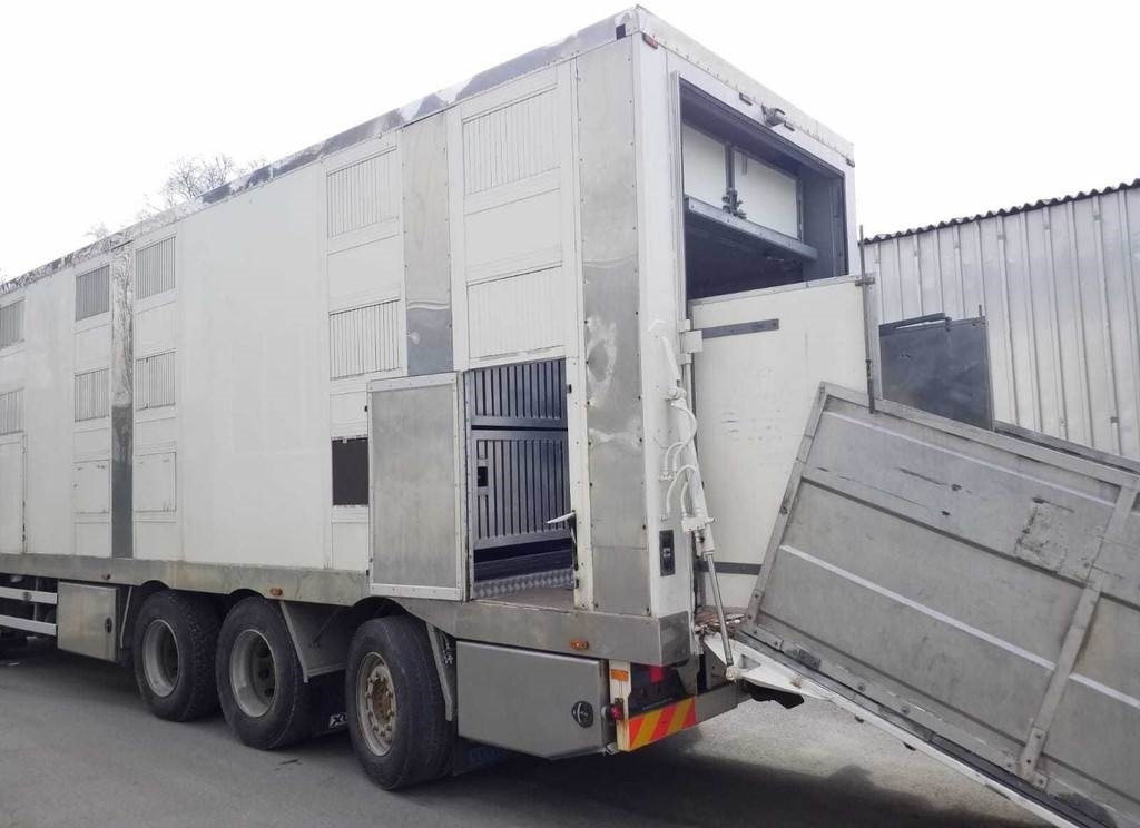 MAN TGX 35.540 8X4 TRIDEM ANIMAL - Autocarro trasporto bestiame: foto 5 MAN TGX 35.540 8X4 TRIDEM ANIMAL - Autocarro trasporto bestiame: foto 5