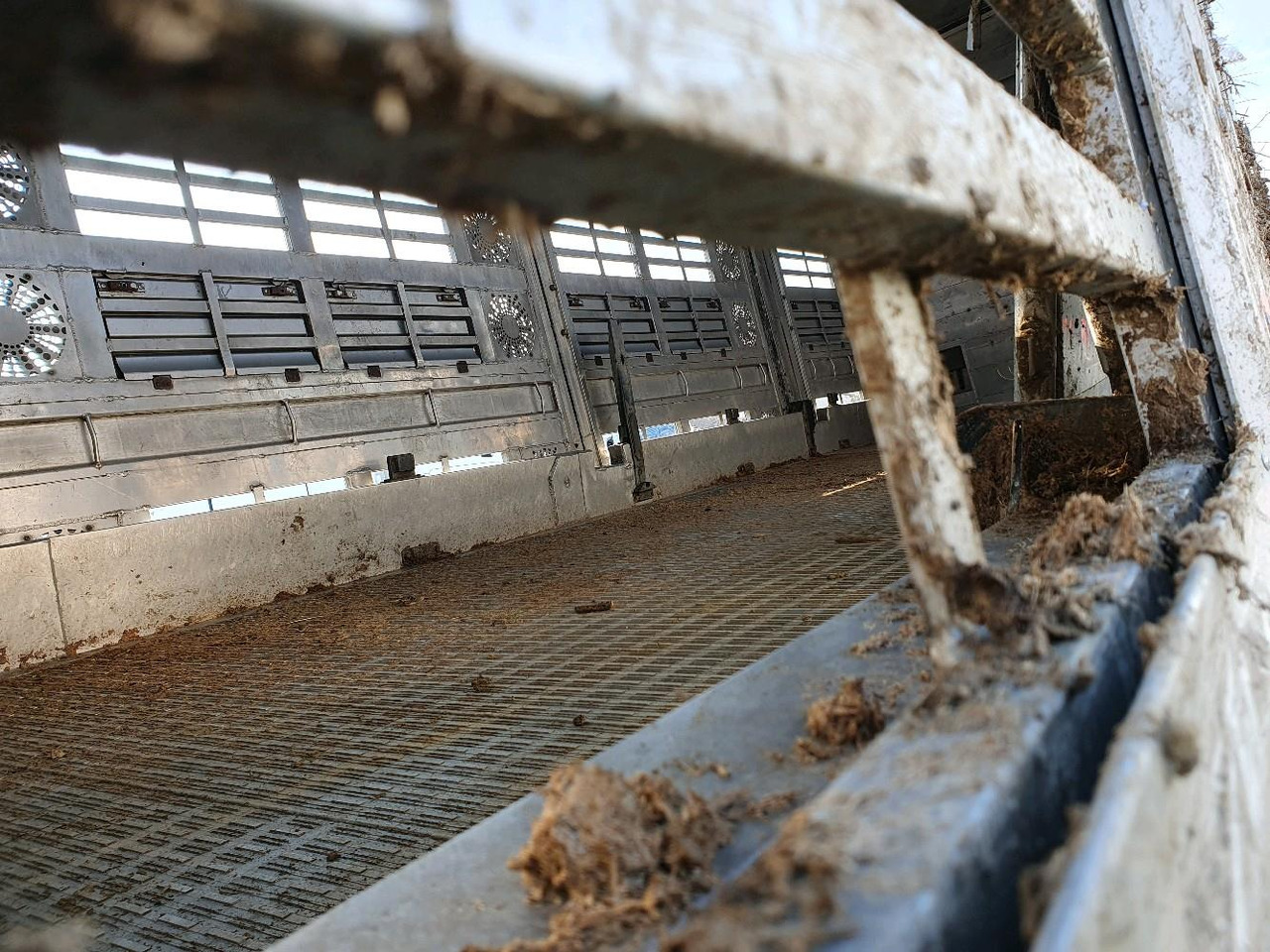 Autocarro trasporto bestiame SCANIA R580: foto 6