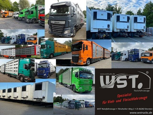 Autocarro trasporto bestiame Volvo FL 220 Einstock Großvieh: foto 20