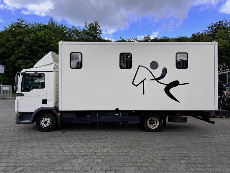 MAN TGL 8.180 - Horse transporter - Van trasporto cavalli: foto 3 MAN TGL 8.180 - Horse transporter - Van trasporto cavalli: foto 3