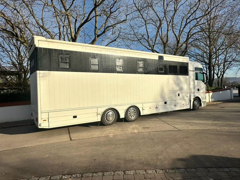 MAN TGX 26.440 - Horse transporter - Van trasporto cavalli: foto 3 MAN TGX 26.440 - Horse transporter - Van trasporto cavalli: foto 3